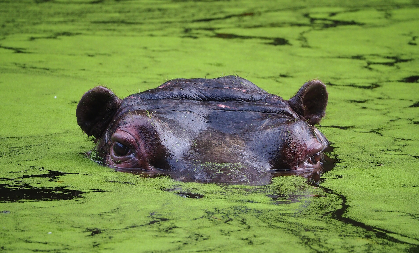 Hippopotamus (Hippopotamus amphibius), 2022-10-29