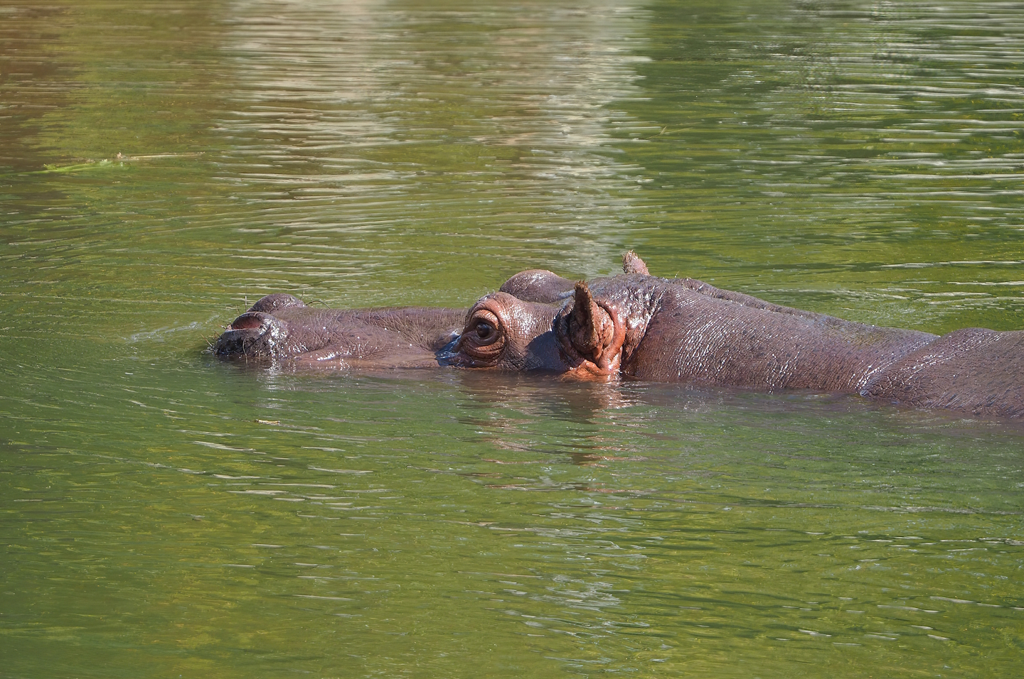 Hippopotamus (Hippopotamus amphibius), 2023-08-15
