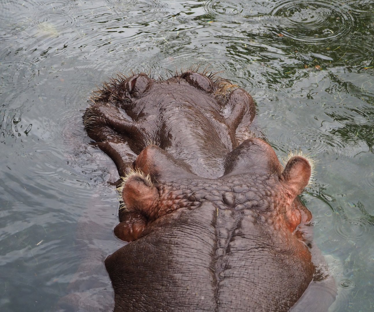 Hippopotamus (Hippopotamus amphibius), 2023-10-13