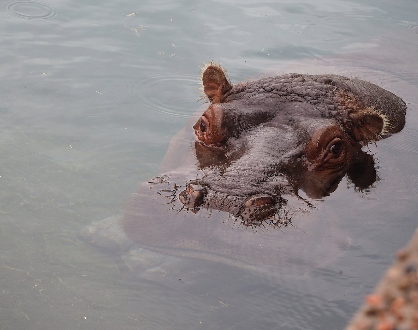 Hippopotamus (Hippopotamus amphibius), 2023-10-13