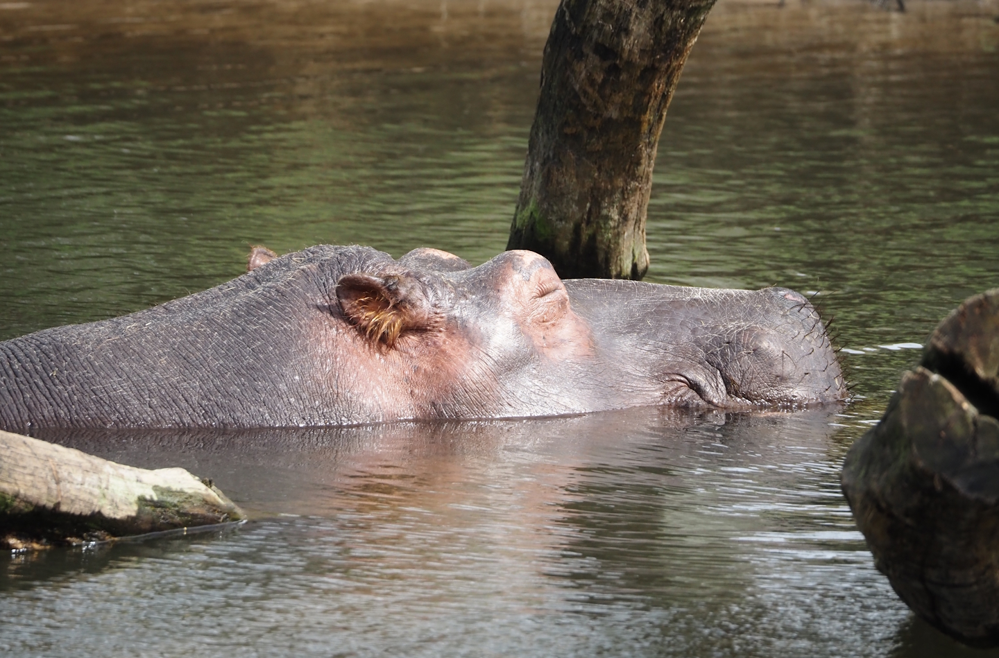 Hippopotamus (Hippopotamus amphibius), 2024-04-06