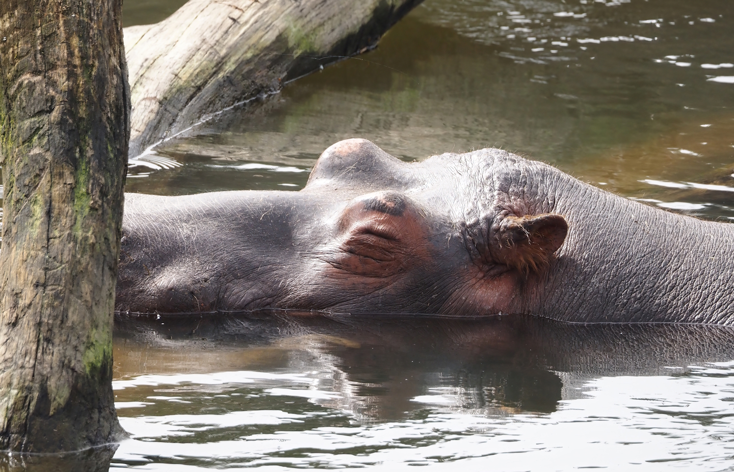 Hippopotamus (Hippopotamus amphibius), 2024-04-06