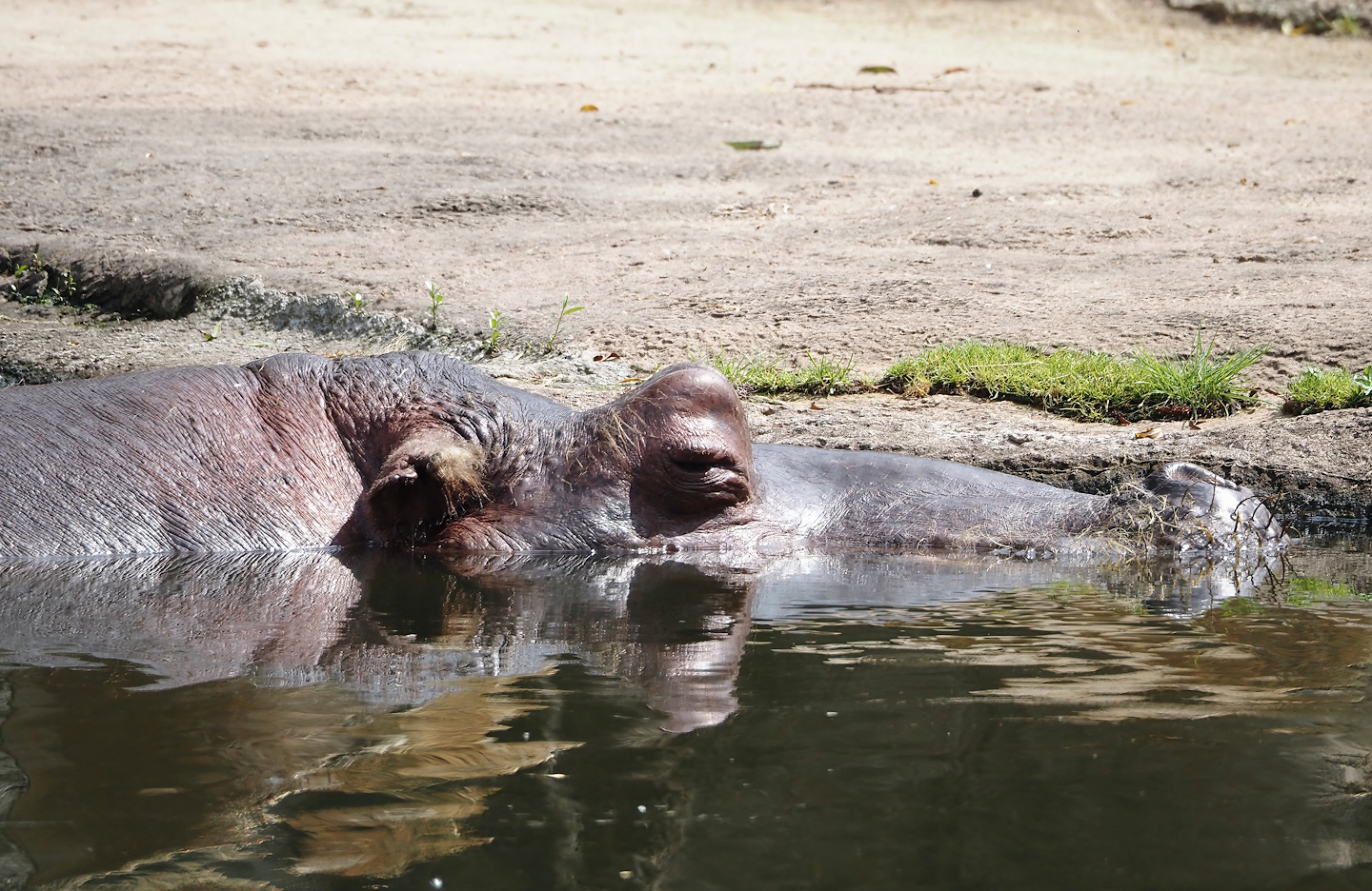 Hippopotamus (Hippopotamus amphibius), 2024-08-05