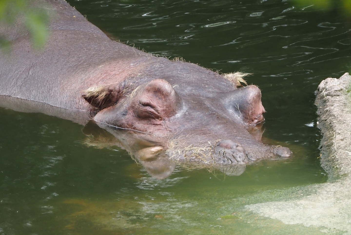 Hippopotamus (Hippopotamus amphibius), 2024-08-05