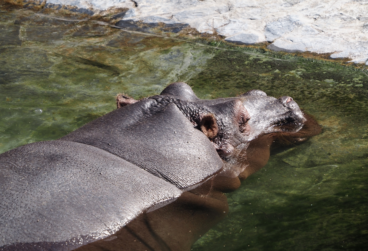 Hippopotamus (Hippopotamus amphibius), 2024-09-17