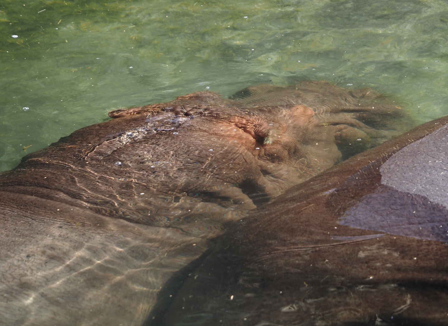 Hippopotamus (Hippopotamus amphibius), 2024-09-17