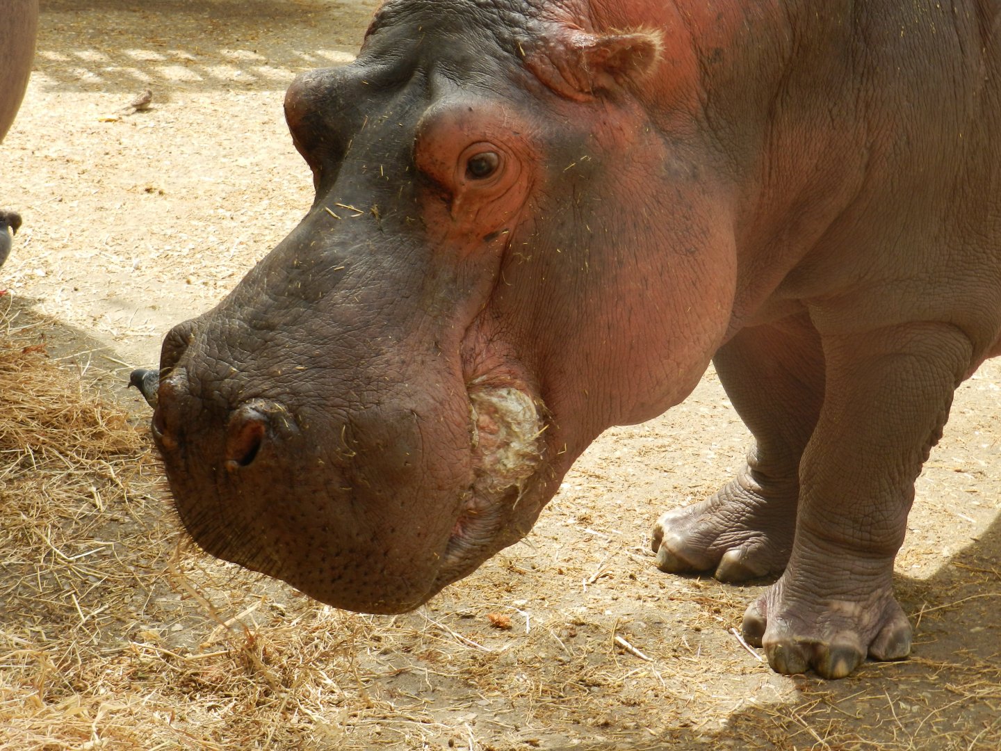 Hippopotamus (Hippopotamus amphibius) at Jardim Zoológico de Lisboa, Portugal*
