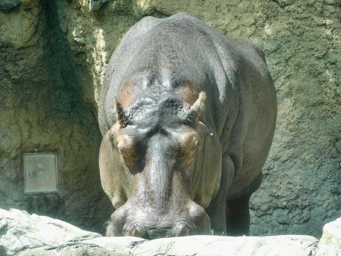 Hippopotamus (Hippopotamus amphibius) August 8, 2025