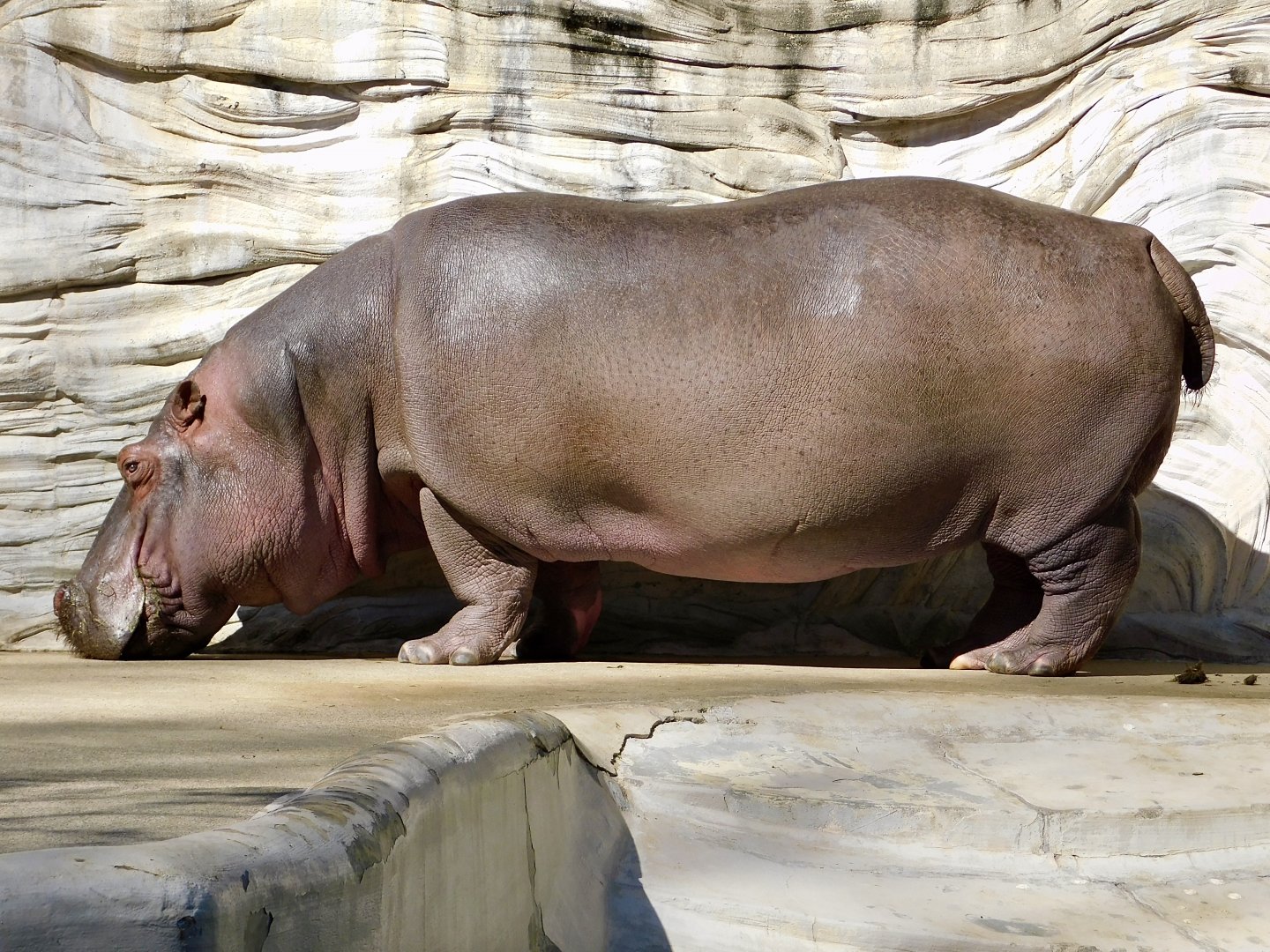 Hippopotamus (Hippopotamus amphibius) February 23, 2025