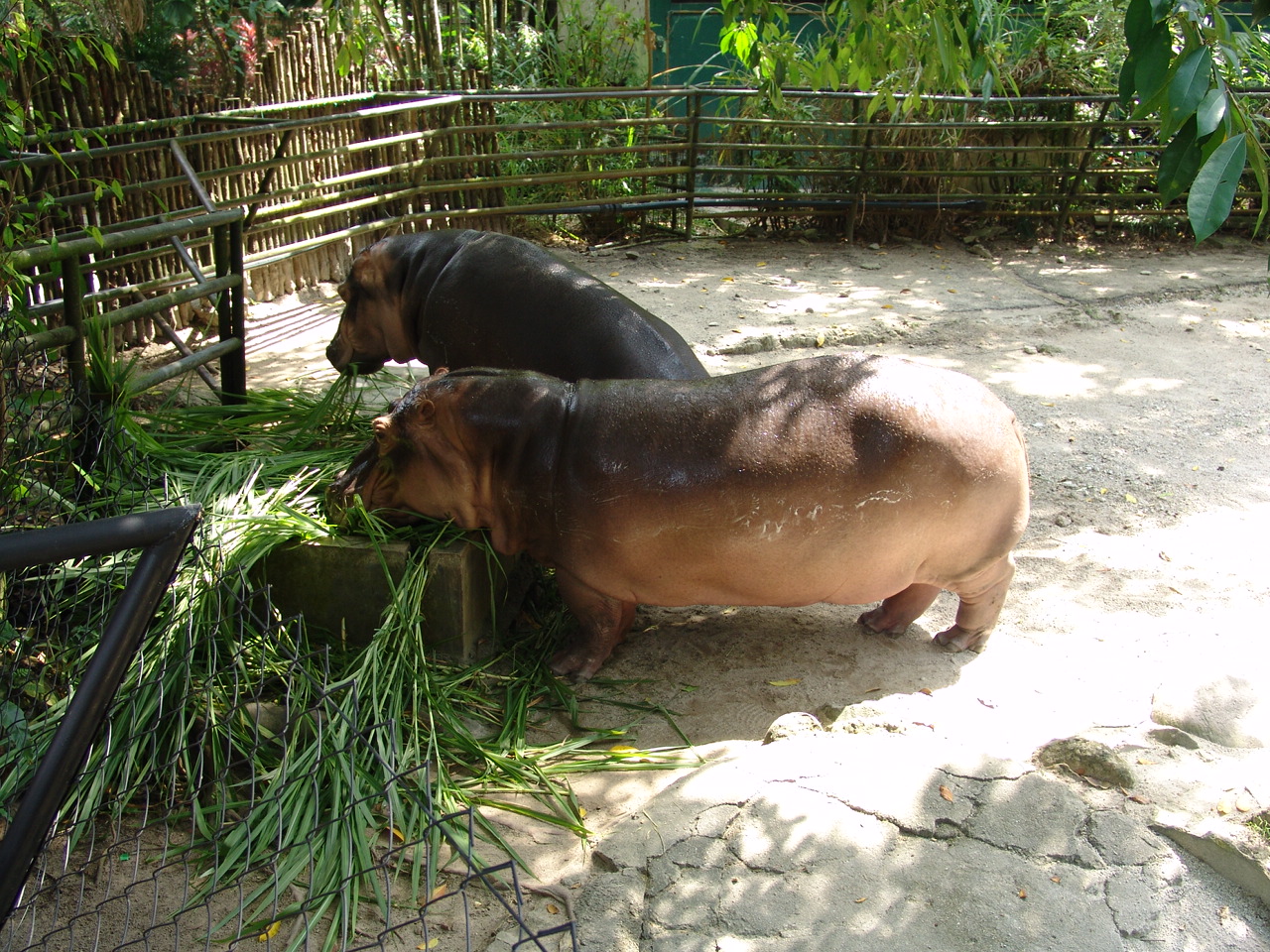 Hippopotamus (Hippopotamus amphibius) feeding