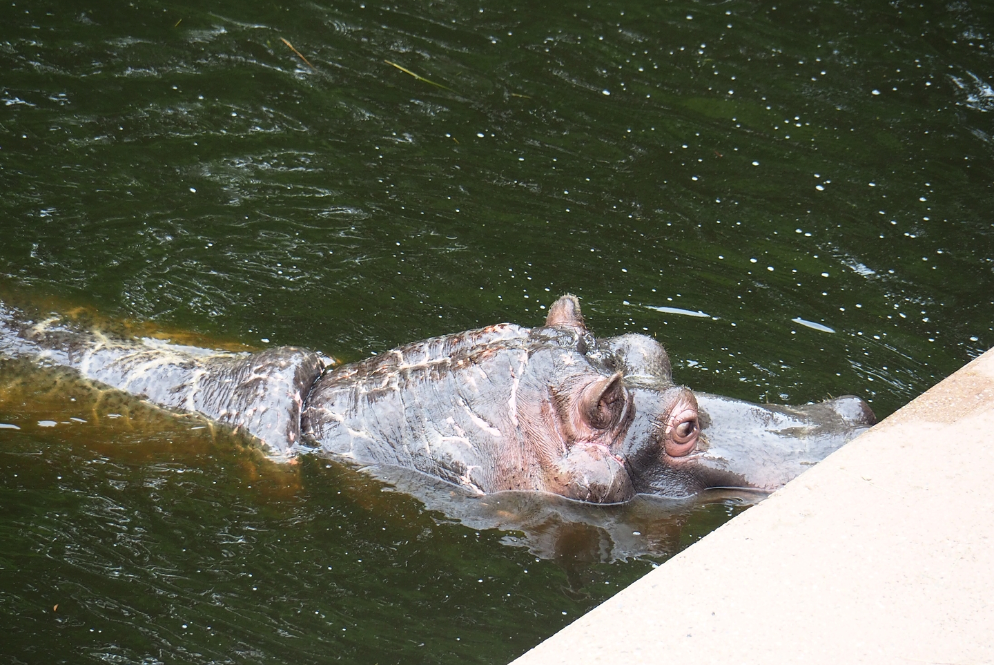 Hippopotamus (Hippopotamus amphibius) Hermien (1980-2024), 2023-07-02