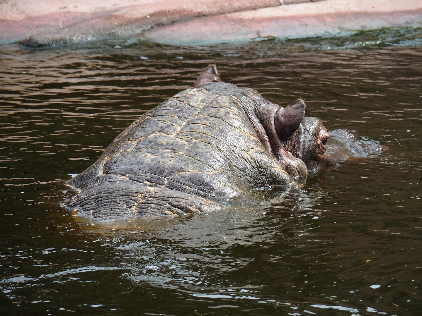 Hippopotamus (Hippopotamus amphibius) Hermien (1980-2024), 2023-07-22