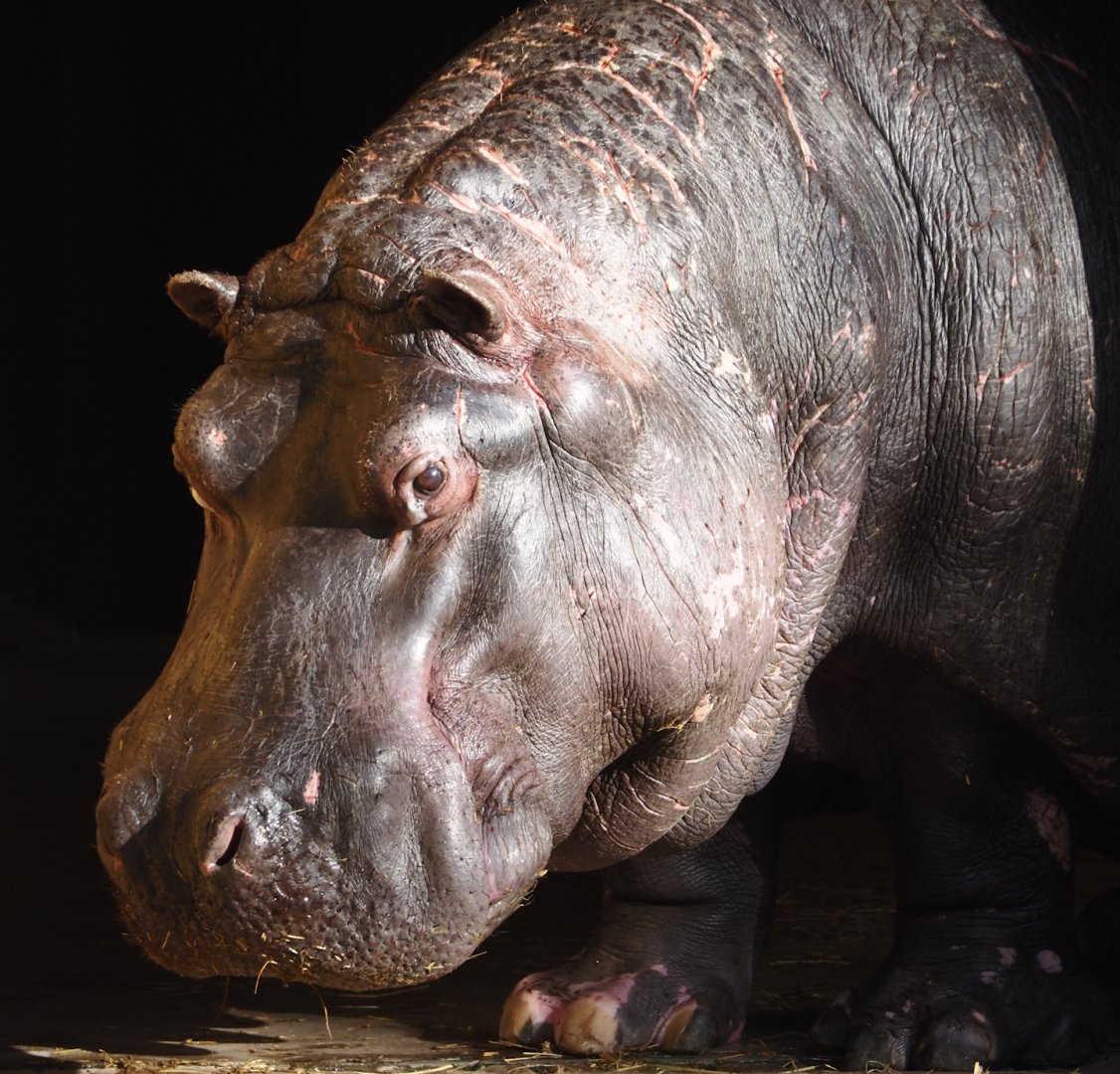 Hippopotamus (Hippopotamus amphibius) Hermien, 2024-09-29