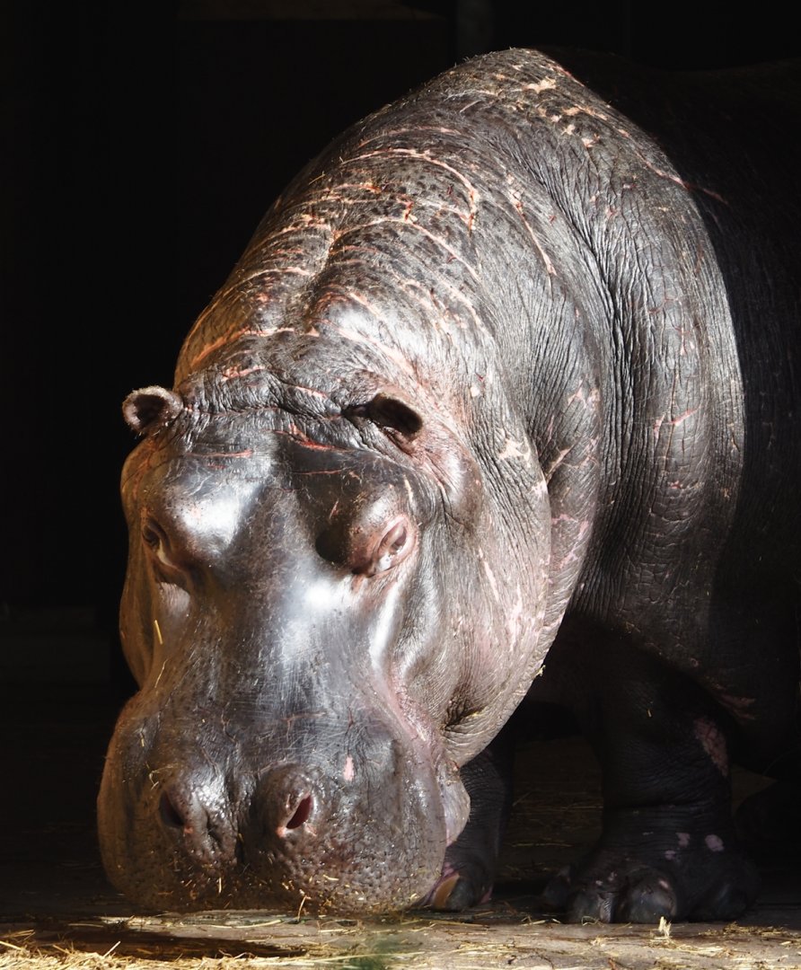 Hippopotamus (Hippopotamus amphibius) Hermien, 2024-09-29