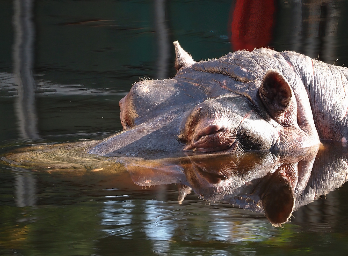 Hippopotamus (Hippopotamus amphibius) Hermien, 2024-09-29