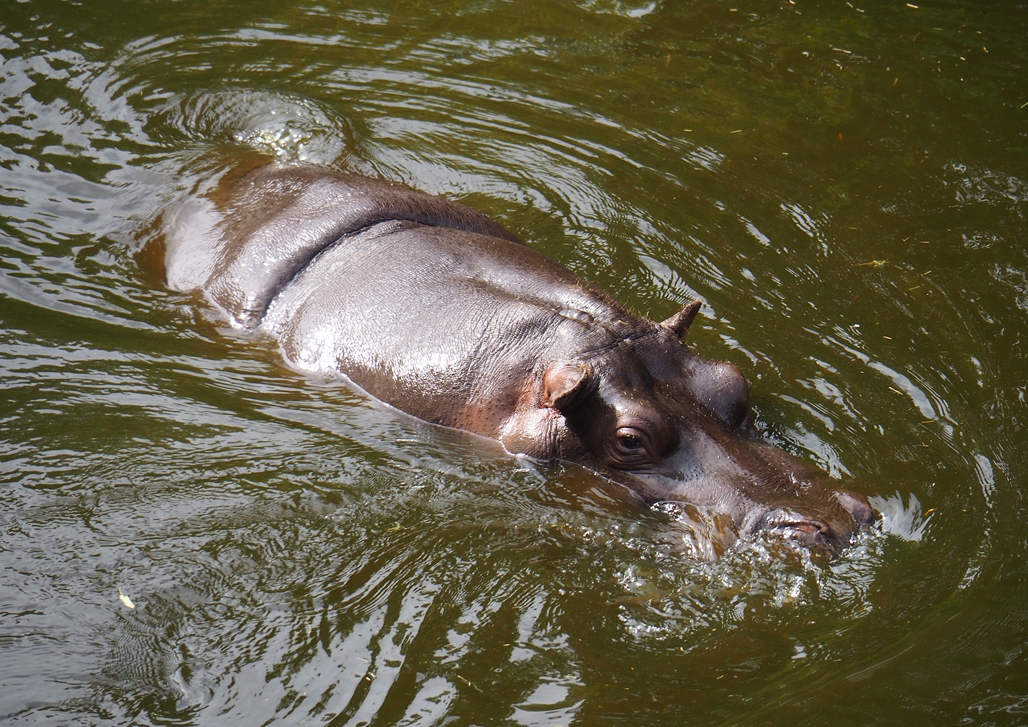 Hippopotamus (Hippopotamus amphibius) Imani, 2023-07-22