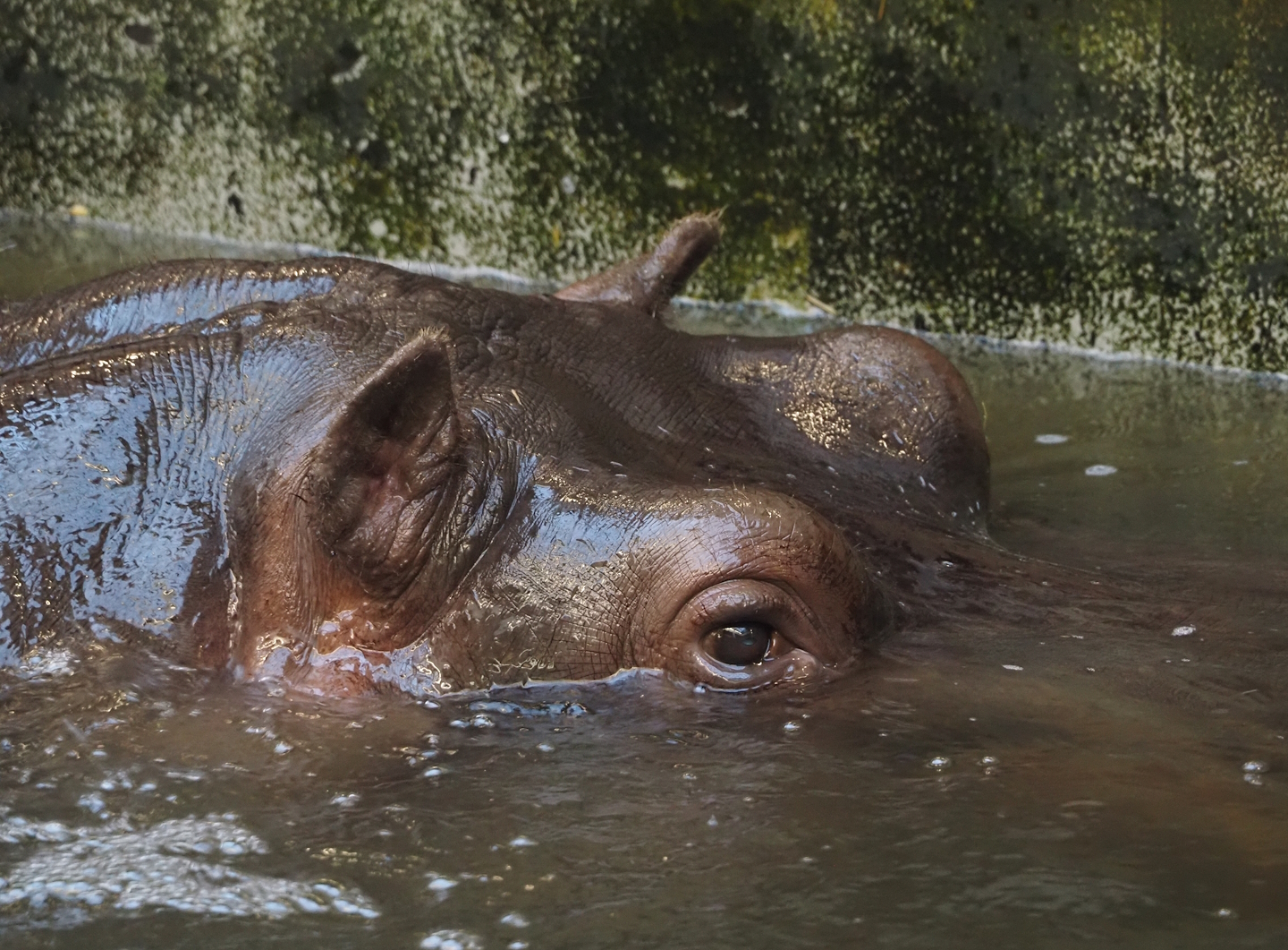 Hippopotamus (Hippopotamus amphibius) Imani, 2024-09-29