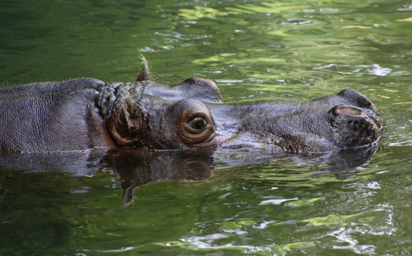 Hippopotamus (Hippopotamus amphibius) - "Lupe"