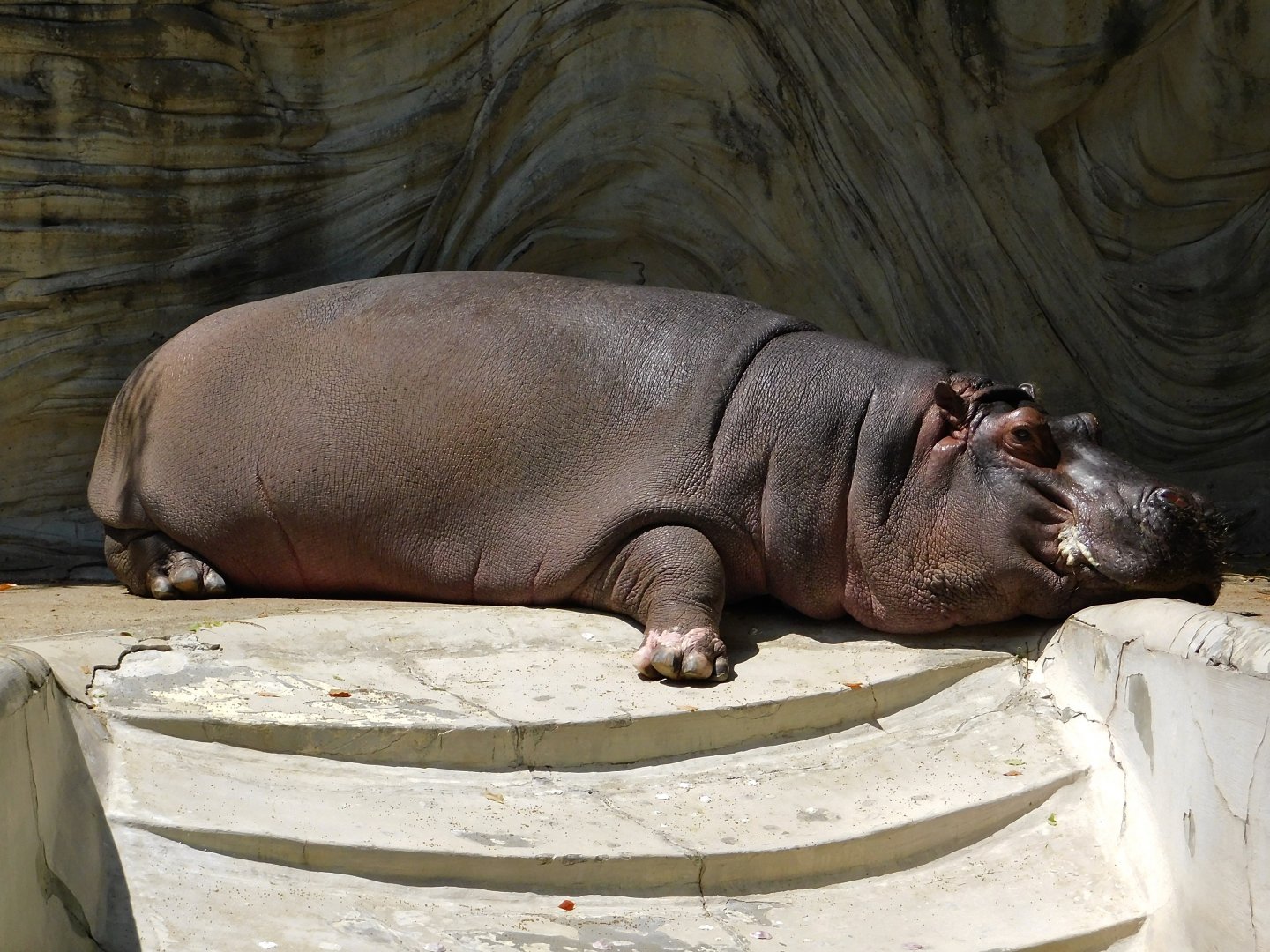 Hippopotamus (Hippopotamus amphibius) May 3, 2025