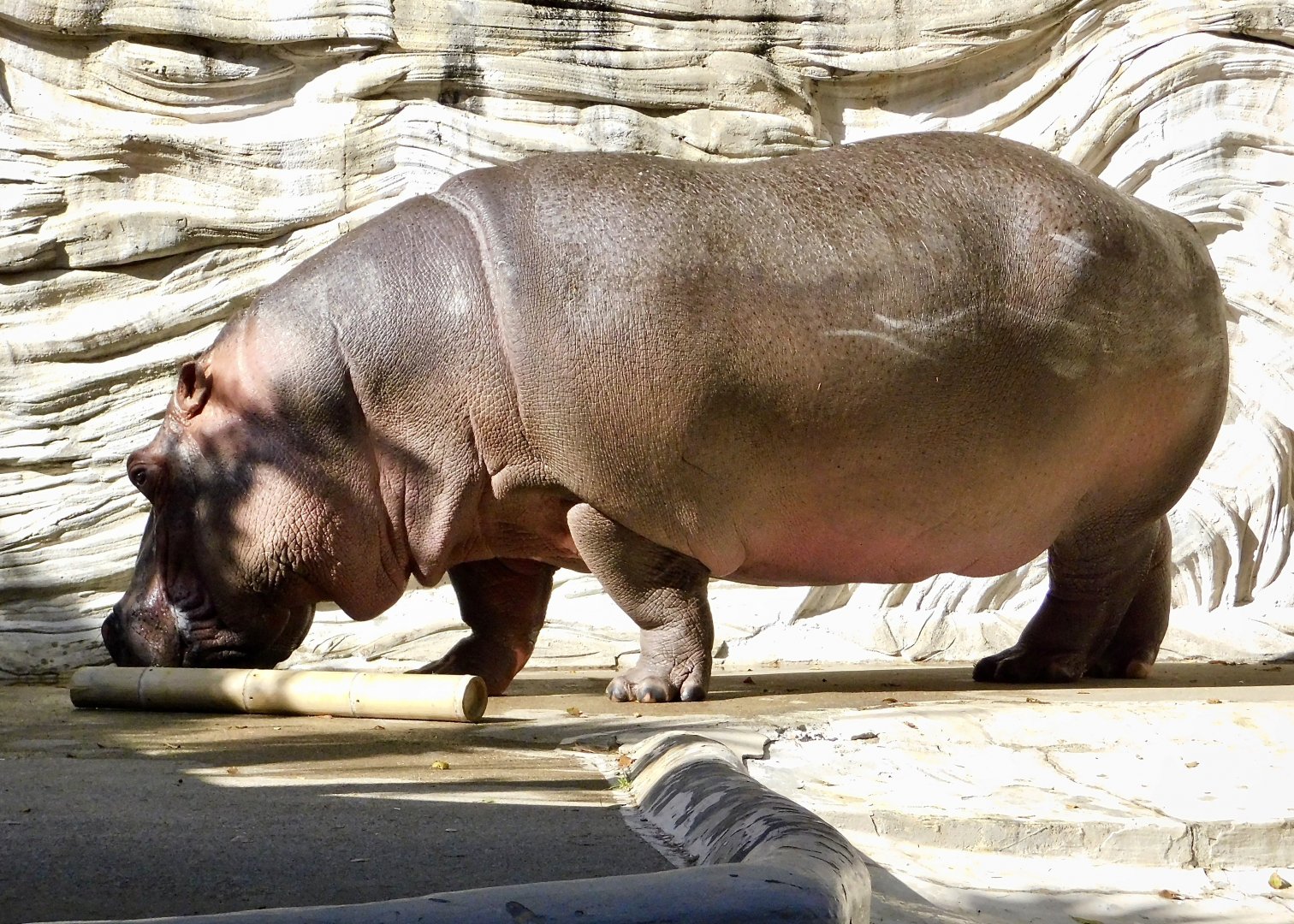 Hippopotamus (Hippopotamus amphibius)  November 29, 2025