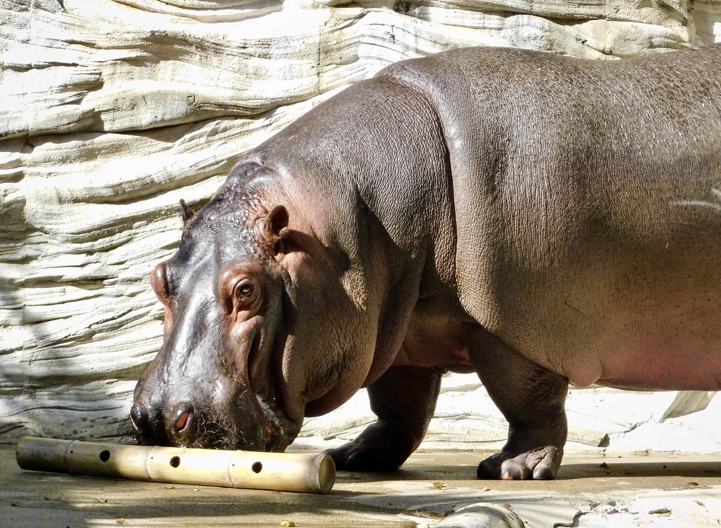 Hippopotamus (Hippopotamus amphibius)  November 29, 2025