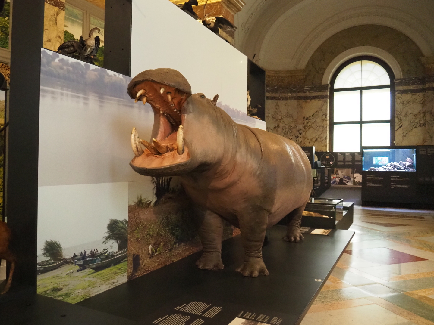 Hippopotamus (Hippopotamus amphibius) specimen, 2021-10-20