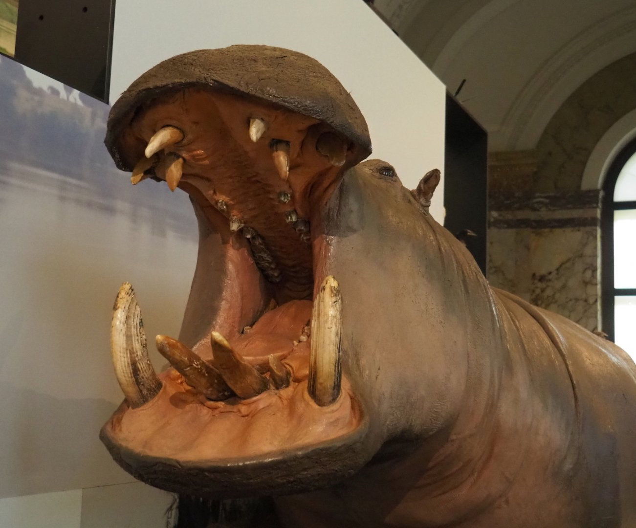 Hippopotamus (Hippopotamus amphibius) specimen, 2021-10-20