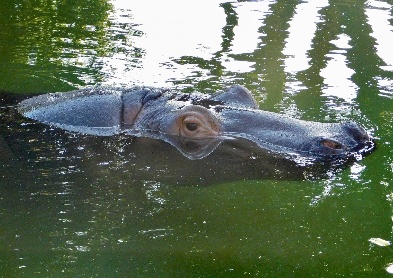 Hippopotamus (Hippopotamus amphibius) - Tobu Zoo November 15, 2025