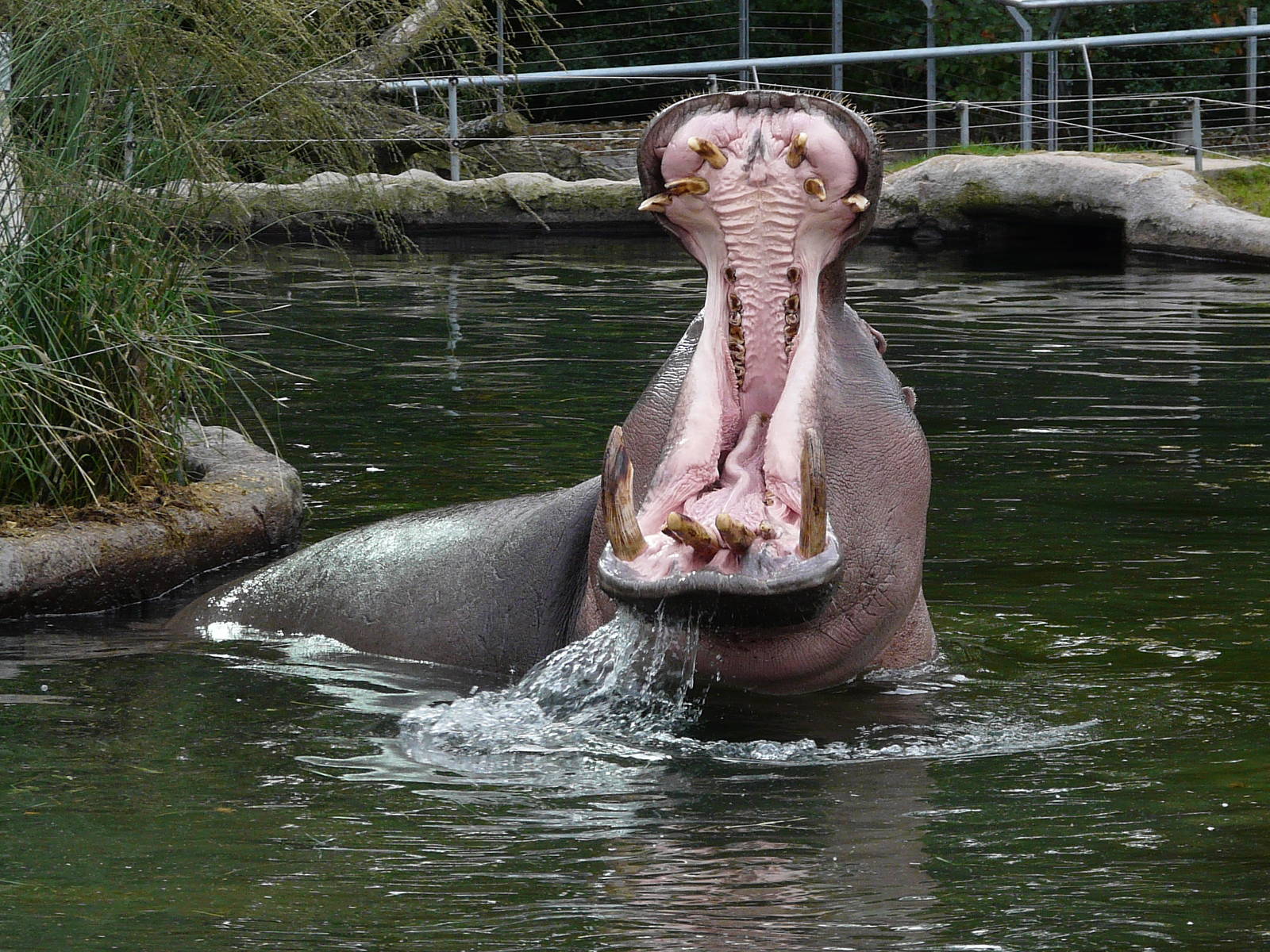 Hippopotamus/ Hippopotamus amphibius