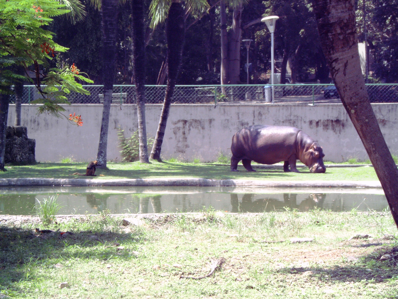 Hippopotamus (Hippopotamus amphibius)
