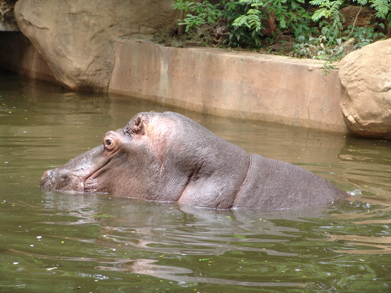 Hippopotamus (Hippopotamus amphibius)