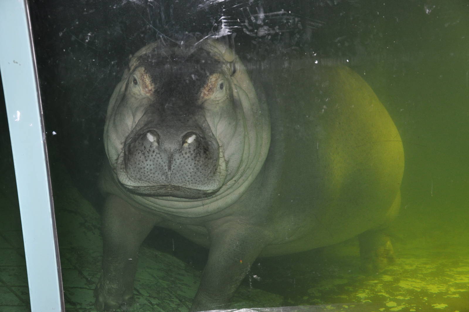 Hippopotamus/ Hippopotamus amphibius