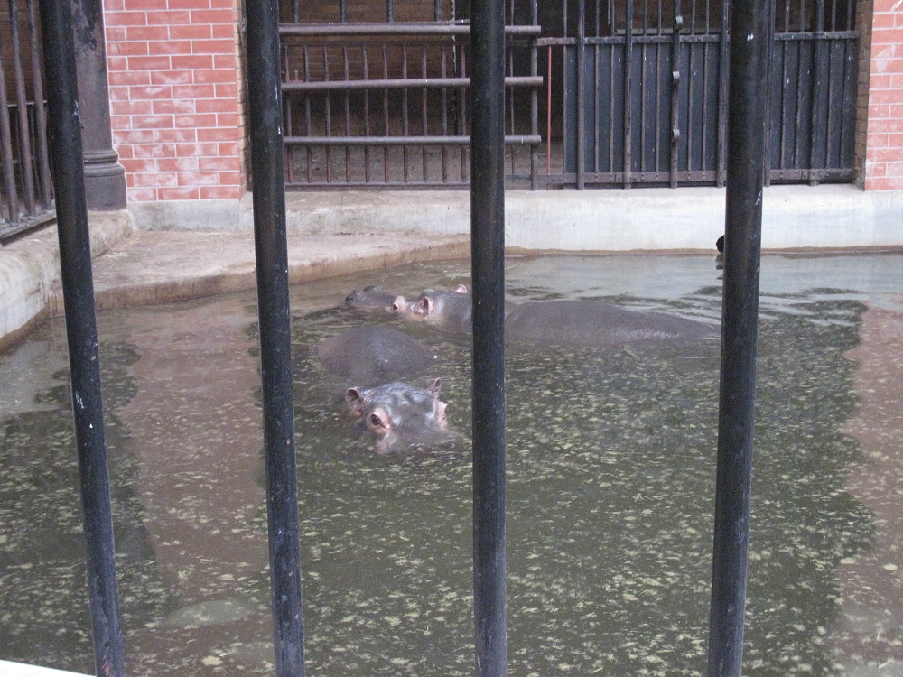 Hippopotamus (Hippopotamus amphibius)