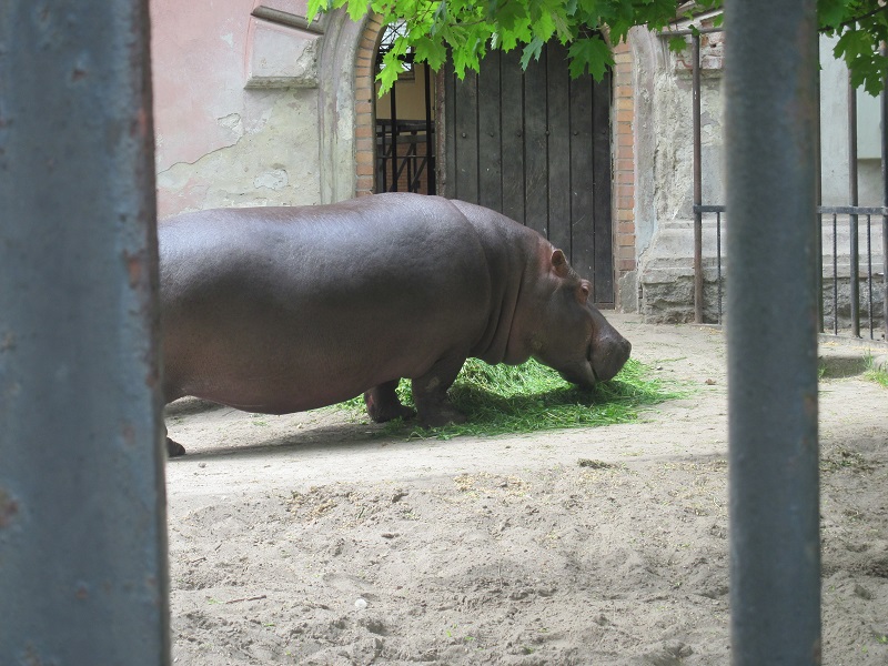 Hippopotamus (Hippopotamus amphibius)