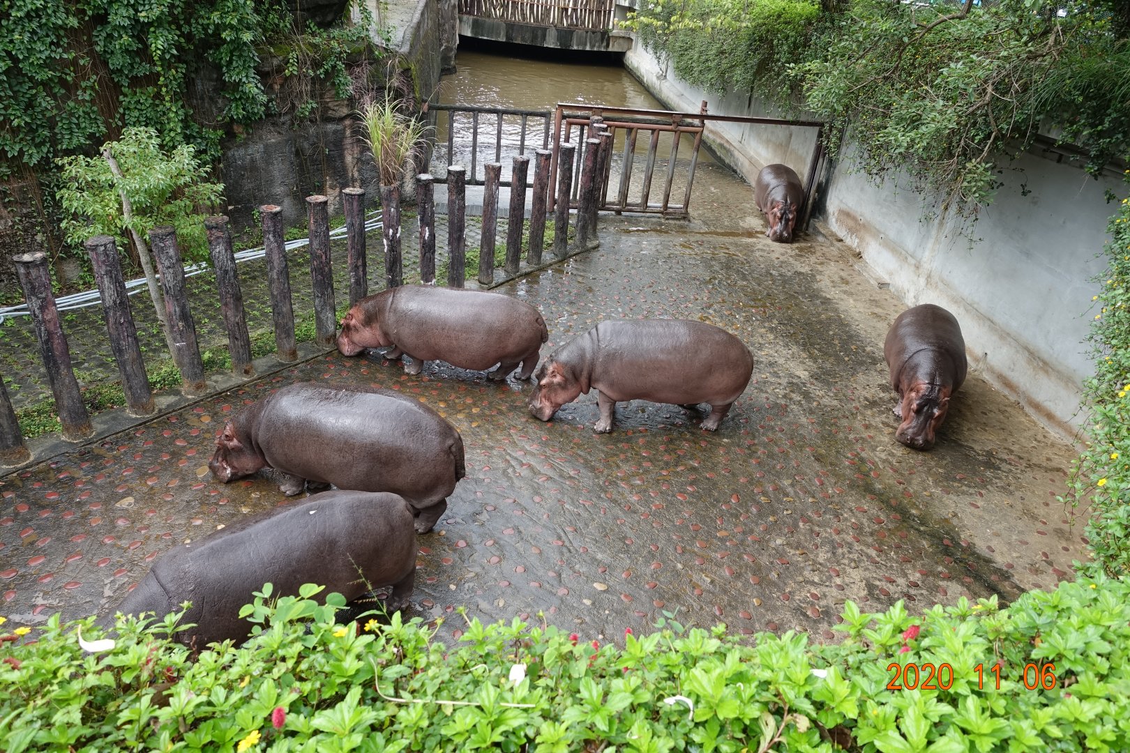 Hippopotamus (Hippopotamus amphibius)