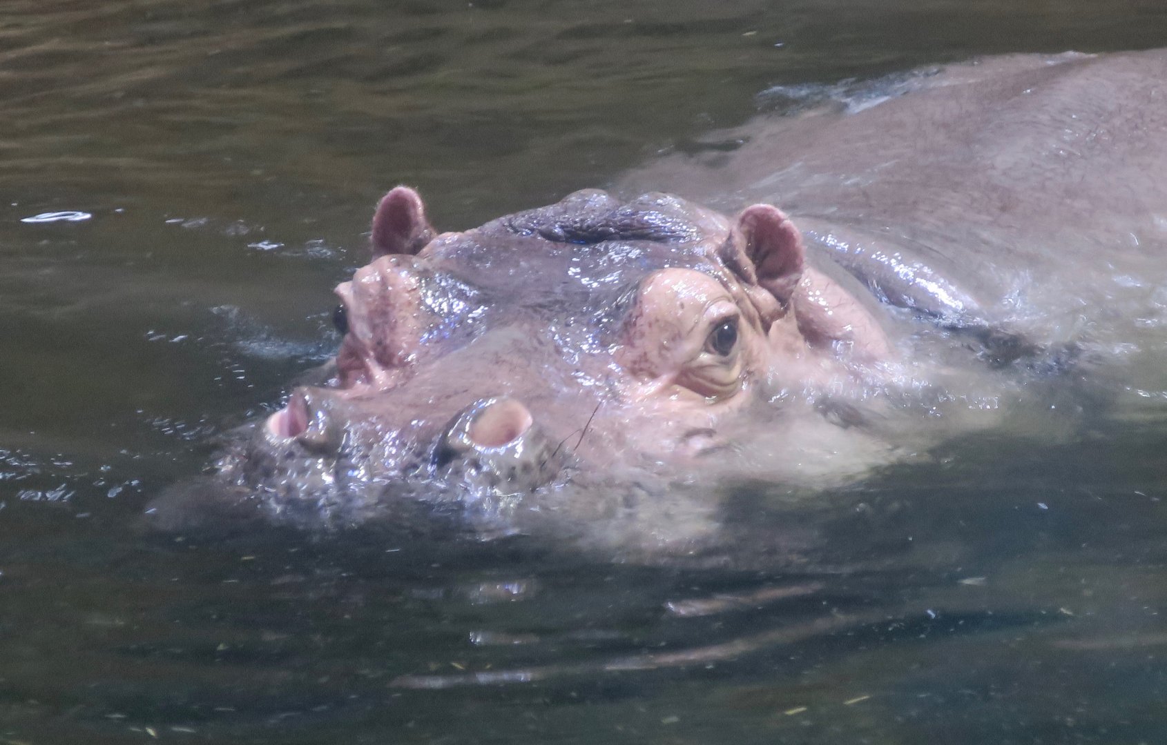Hippopotamus (Hippopotamus amphibius)