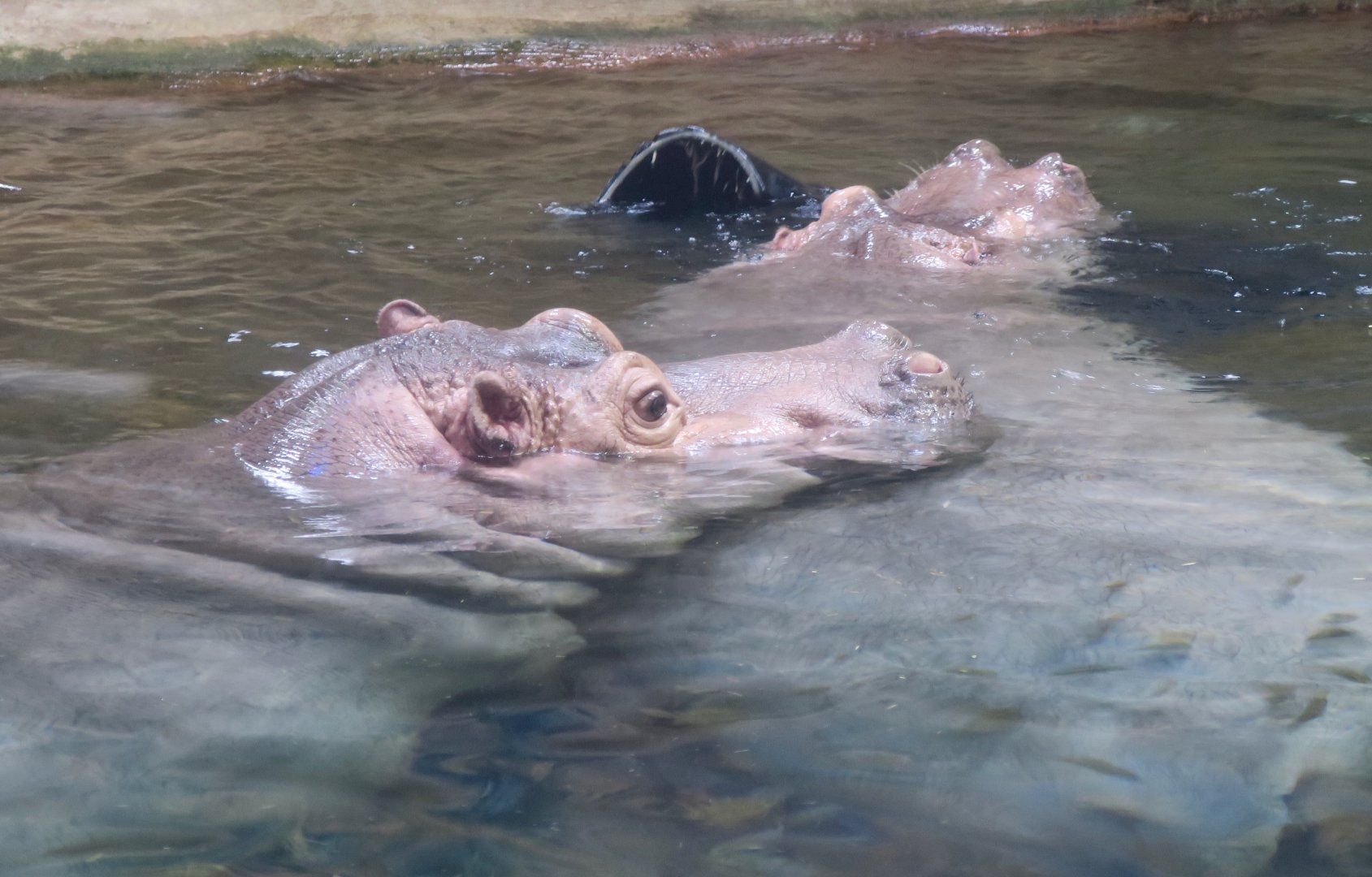 Hippopotamus (Hippopotamus amphibius)