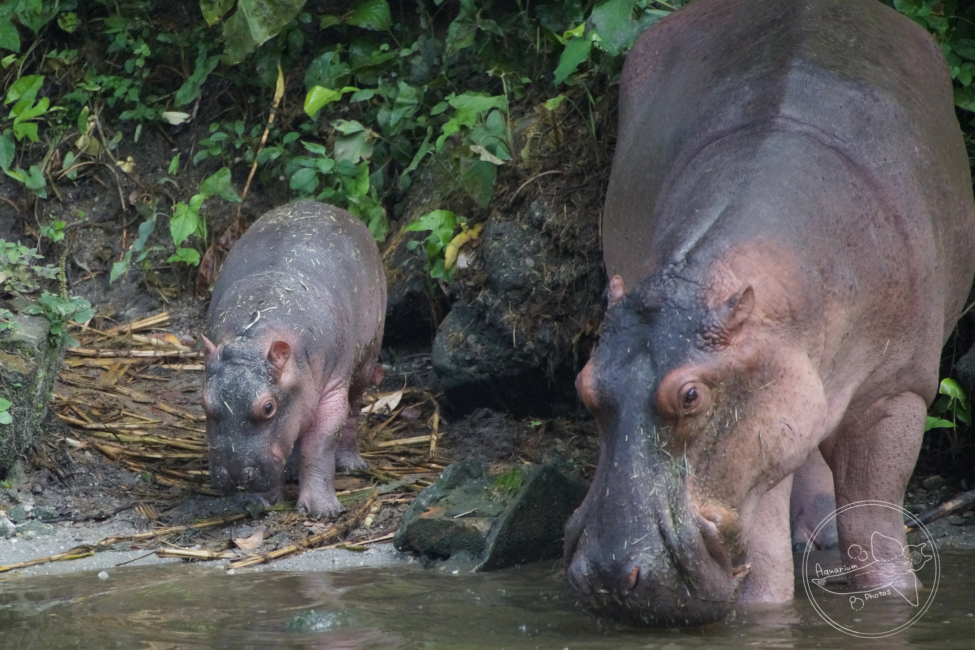 Hippopotamus (Hippopotamus amphibius)
