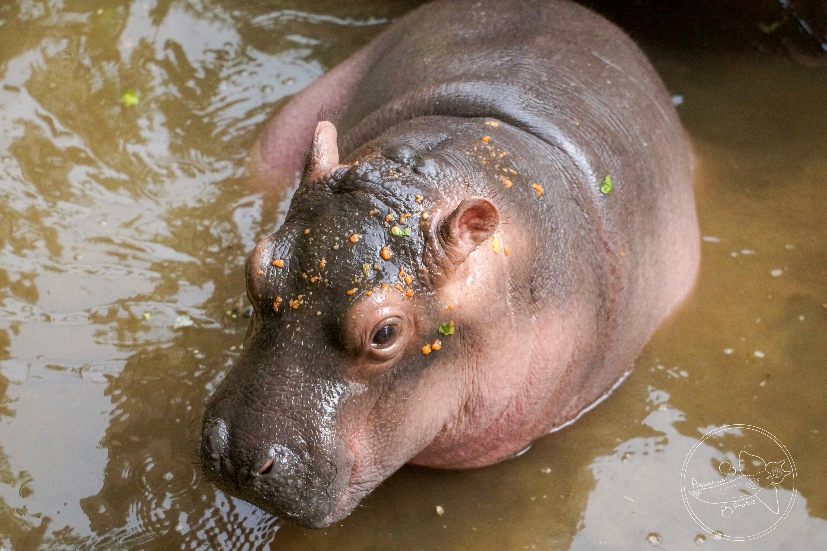 Hippopotamus (Hippopotamus amphibius)