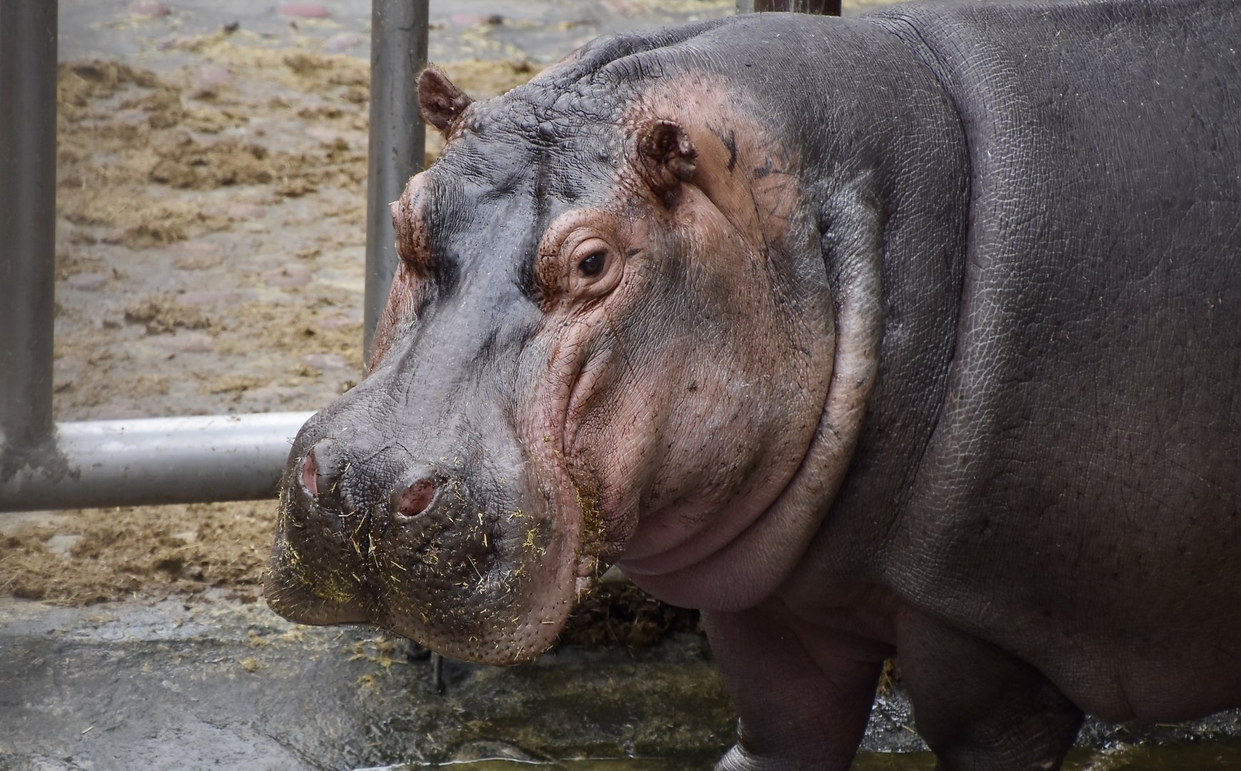 Hippopotamus (Hippopotamus amphibius)