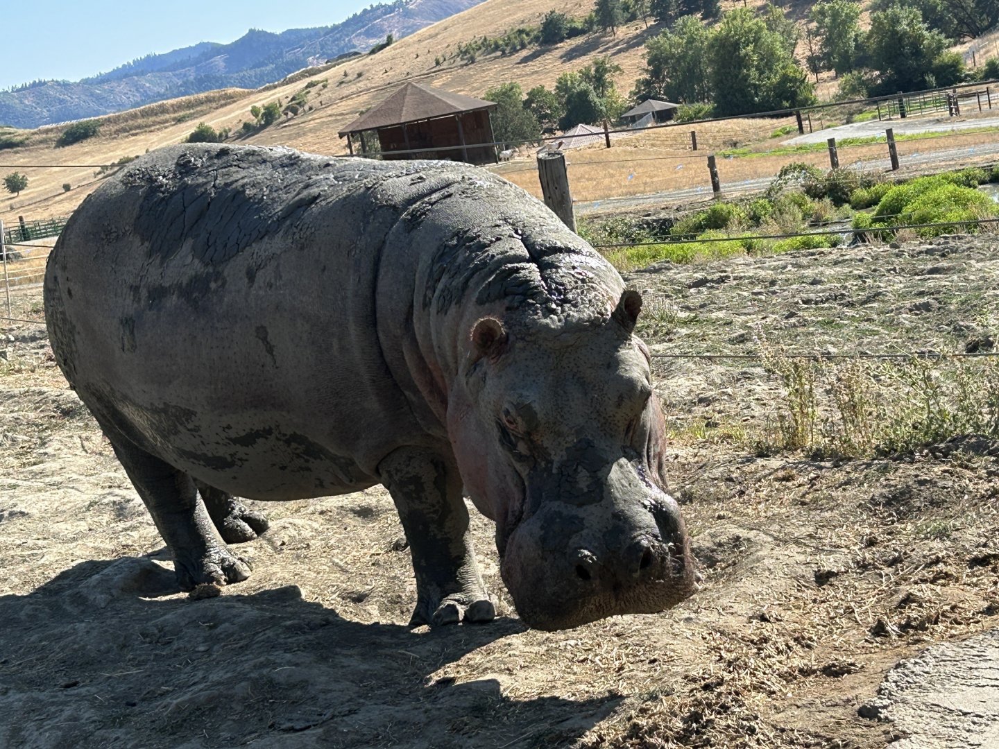 Hippopotamus (Hippopotamus amphibius)