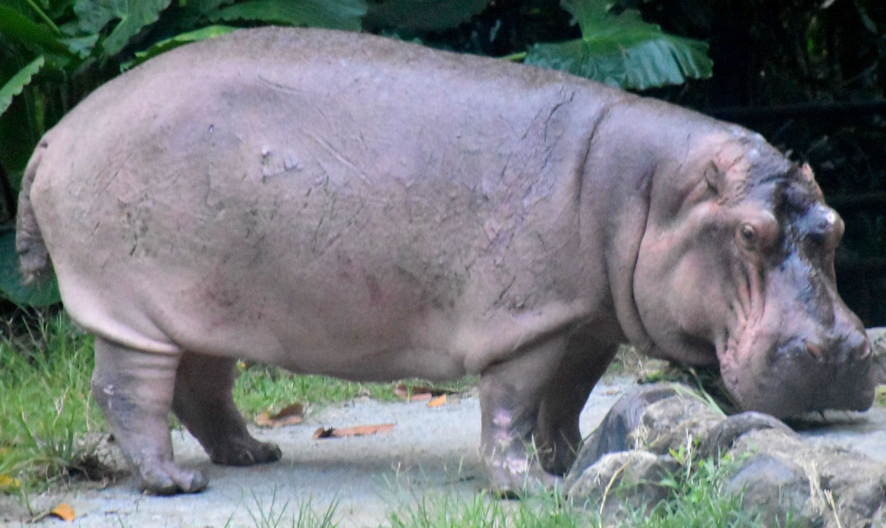 Hippopotamus (Hippopotamus amphibius)