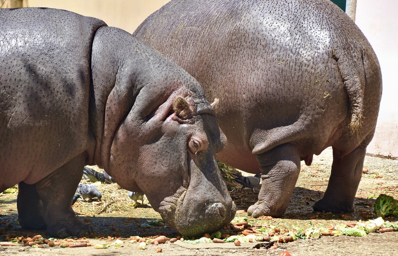 Hippopotamus (Hippopotamus amphibius)