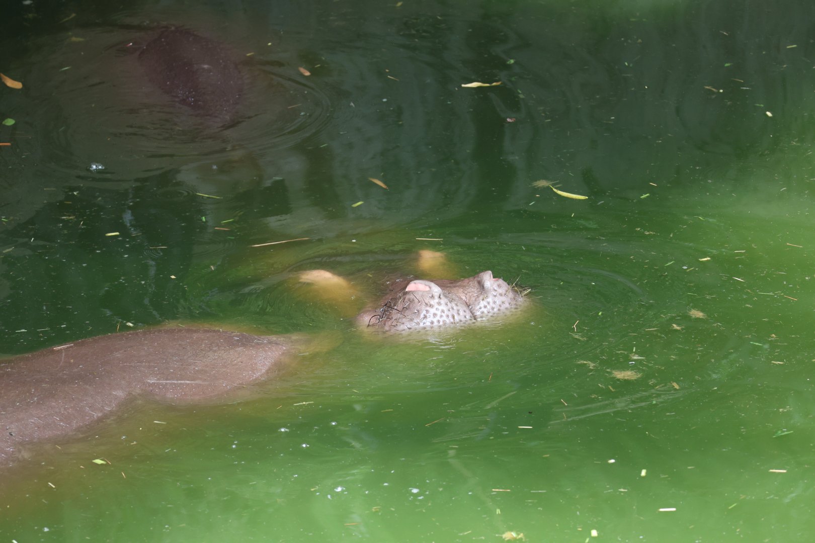 Hippopotamus (Hippopotamus amphibius)
