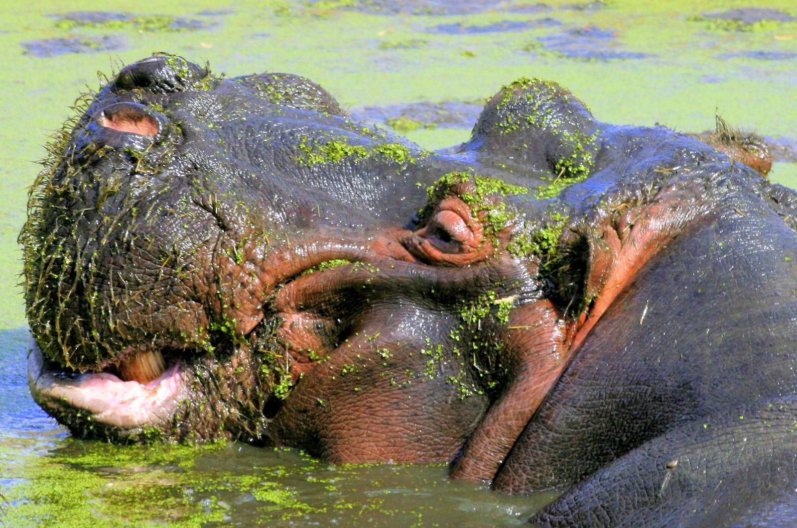 Hippopotamus 'Hoover'; Whipsnade; 7th September 2013