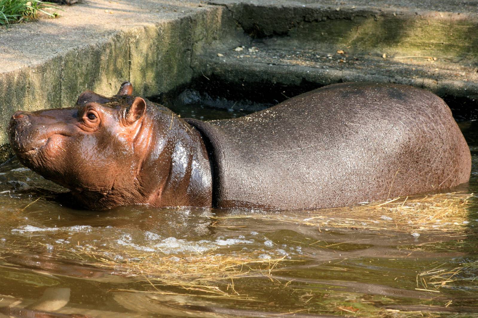 Hippopotamus in old enclosure; Prague; 4th September 2012