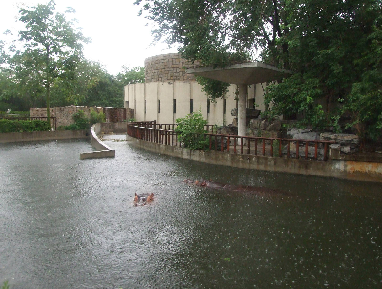 Hippopotamus in the rain