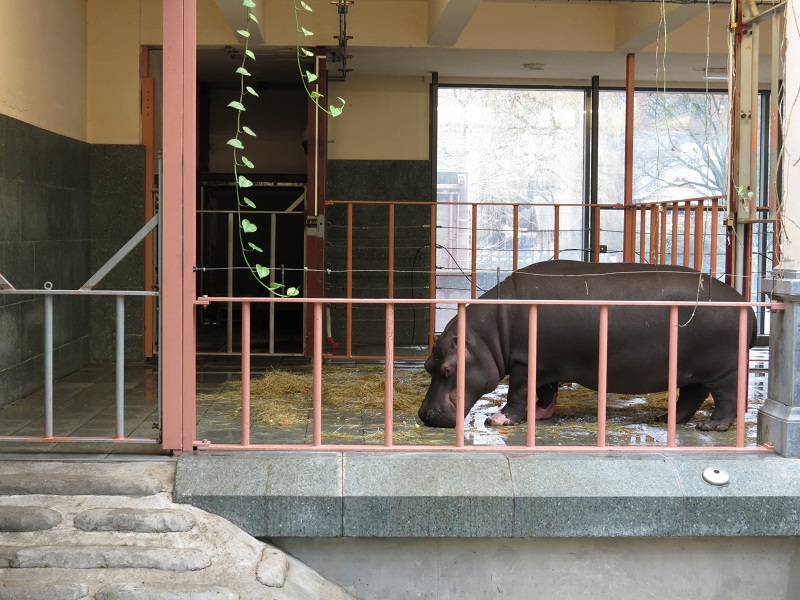 Hippopotamus Indoor Enclosure