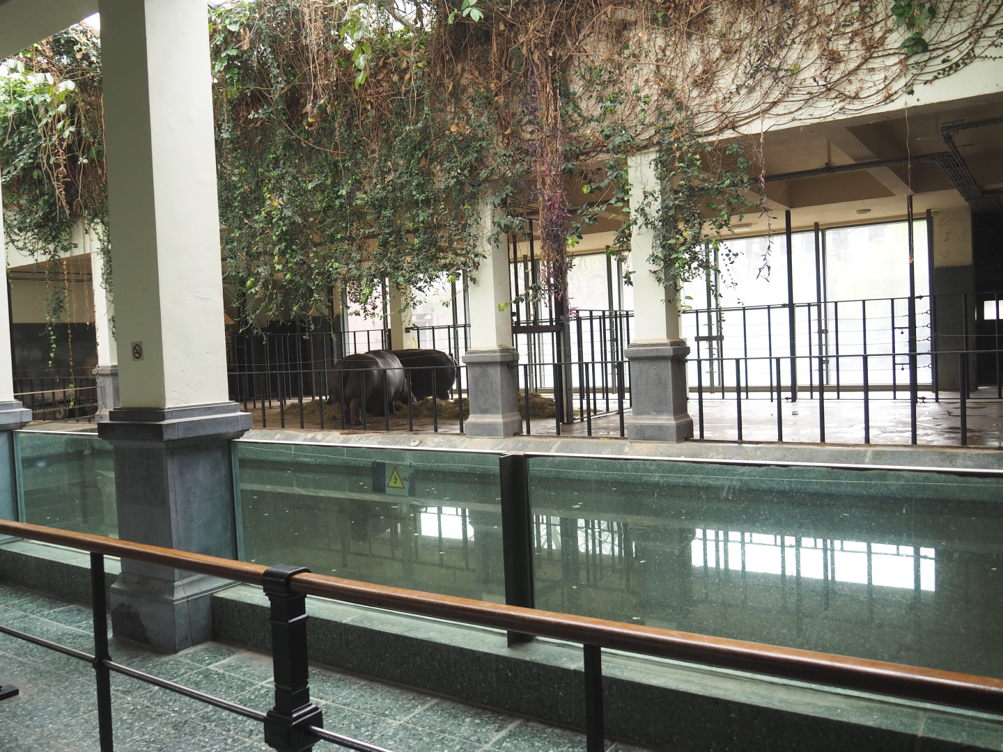 Hippopotamus indoor exhibit, 2022-03-16