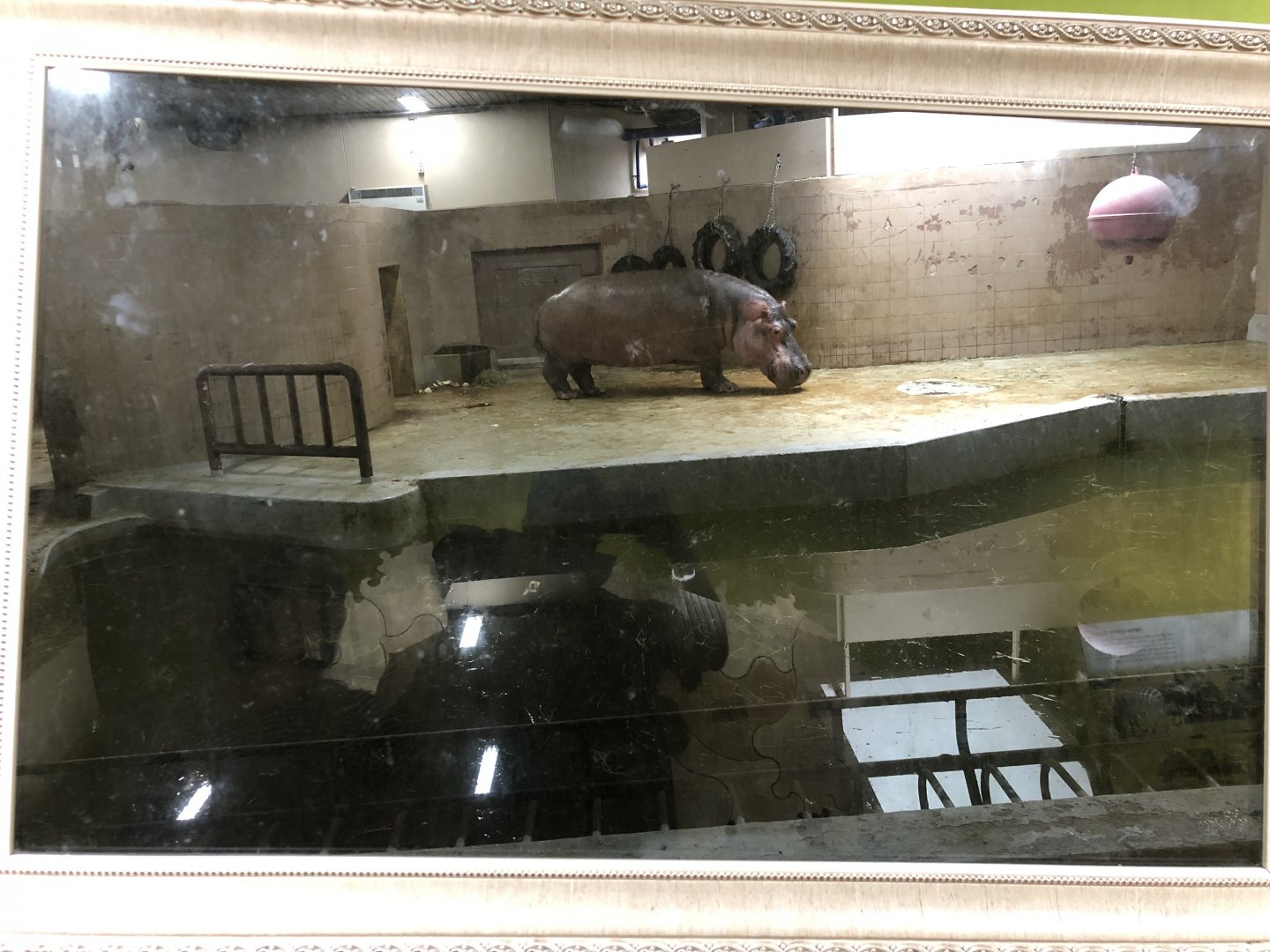 Hippopotamus Indoor Holding